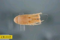 藏品(首頸刺鎧蝦)的圖片